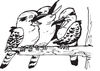 Three Black And White Kookaburra Birds Laughing On A Branch
