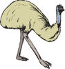 Walking Emu Bird