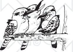 Clipart Three Black And White Kookaburra Birds Laughing On A Branch - Royalty Free Vector Illustration