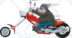 Royalty-Free (RF) Clipart Illustration of a Tough Hog Riding A Red Chopper Motorcycle And Speeding Past