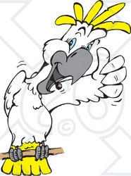 Clipart Illustration of a White And Yellow Cockatoo Bird Giving The Thumbs Up