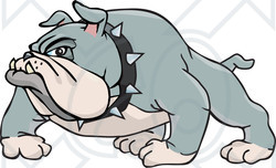 Clipart of a Tough Gray Bulldog - Royalty Free Vector Illustration